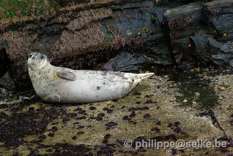 IMGP2081.JPG - phoque veau-marin (Phoca vitulina) - Noss, Shetland (UK)
